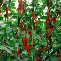 ПЬЕТРО F1 перец Райк Цваан, PR, 500 шт