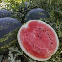 ЛУЗИТАНА F1 арбуз Райк Цваан, PR, 100 шт