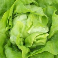 АНАБЕЛА F1 салат айсберг Хазера