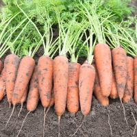 КАНБЕРРА F1 морковь Бейо (1.8-2.0)