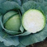 ГРИН БОЙ F1 капуста белокочанная Саката