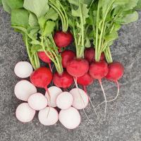 РОКСАННА F1 редис Бейо (2.75-3.00)