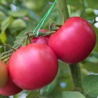 ТУРИНО F1 томат Гриномика