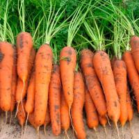 ЛАГУНА F1 морковь Нюнемс фр.1.6-1.8 мм (100 000 шт)