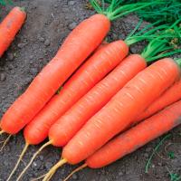 НАТАЛЬЯ F1 морковь Сингента