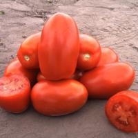 ДЕЛЬФО F1 томат Нюнемс