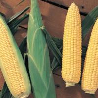 СЕНТИНЕЛЬ F1 кукуруза Вильморин