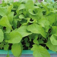 КОЛТИВАТА F1 рукола Энза Заден