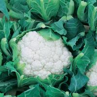 БОДИЛИС F1 капуста цветная Вильморин