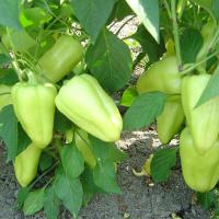 ЛОТТА F1 перец Энза Заден, 1 000 шт