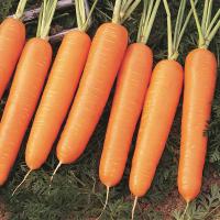 НАЙРОБИ F1 морковь Бейо (2.2-2.4)