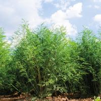 ГРИН СТАР F1 укроп Гриномика