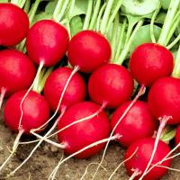 СЕЛЕСТА F1 редис Энза Заден (3.00-3.25)