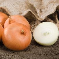 САФРАН F1 лук Бейо