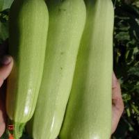 МАРЗУКА F1 кабачок Семинис