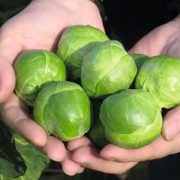 ФРАНКЛИН F1 капуста брюссельская Бейо