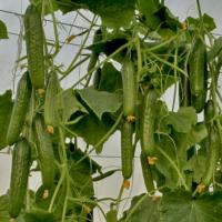 ГРИНЛАЙН F1 огурец Гриномика