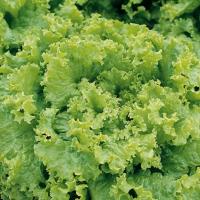 ГРАНД РАПИДС F1 салат листовой Энза Заден