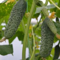 ТУМИ F1 огурец Энза Заден