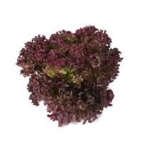 САТИН F1 салат Райк Цваан, 5 тыс.драже