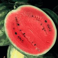 СОРЕНТО F1 арбуз Сингента