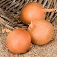 МАНАС F1 лук Бейо