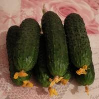 ЖОЗЕФИНА F1 огурец Семинис, 100 шт