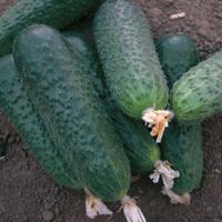 БЕТТИНА F1 огурец Нюнемс (1000 шт)