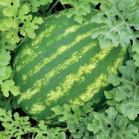 БАРАКА F1 арбуз Сингента