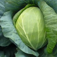 ДИСКАВЕР F1 капуста белокочанная Бейо