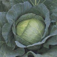 РОЙАЛ ВОНТАЖ F1 капуста белокочанная Саката