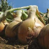 МЕРАНТО F1 лук репчатый Хазера