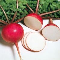 МИСАТО РЕД F1 дайкон Саката