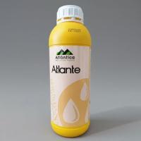 Атланте 0:30:20, 1 л