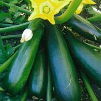 ДИАМАНТ F1 кабачок Семинис