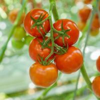 КАЛЛАНЗО F1 томат Райк Цваан