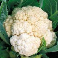 УАЙТ ЭКСЕЛЬ F1 капуста цветная Саката