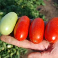 ЭРКОЛЬ F1 томат Сингента