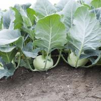 ЕДЕР РЗ  F1 кольраби Райк Цваан, NS, 1000 шт