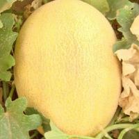 АЛТЫН F1 дыня Гавриш