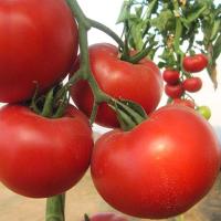 ДИАГРАММА F1 томат Нюнемс (500 шт)