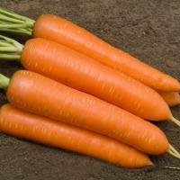 СИРКАНА F1 морковь Нюнемс фр.1.8-2.0 мм (25 000 шт)