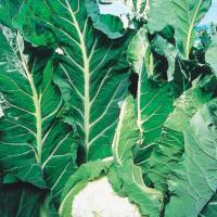 КЛ 650 F1 капуста цветная Вильморин 2500 шт