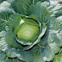 ШАРМАНТ F1 капуста белокочанная Саката