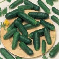 КАРИН F1 огурец Семинис (250 шт)