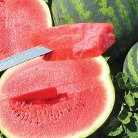 РОМАНЗА F1 арбуз Сингента