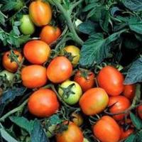 ДУЭЛ ПЛЮС F1 томат Семинис