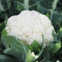 ФЕРРАРА F1 капуста цветная Хазера