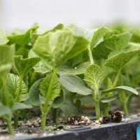 СФИНКС F1 подвой Райк Цваан, NS, 1000 шт