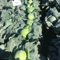 ФЕРРО F1 капуста белокочанная Семинис